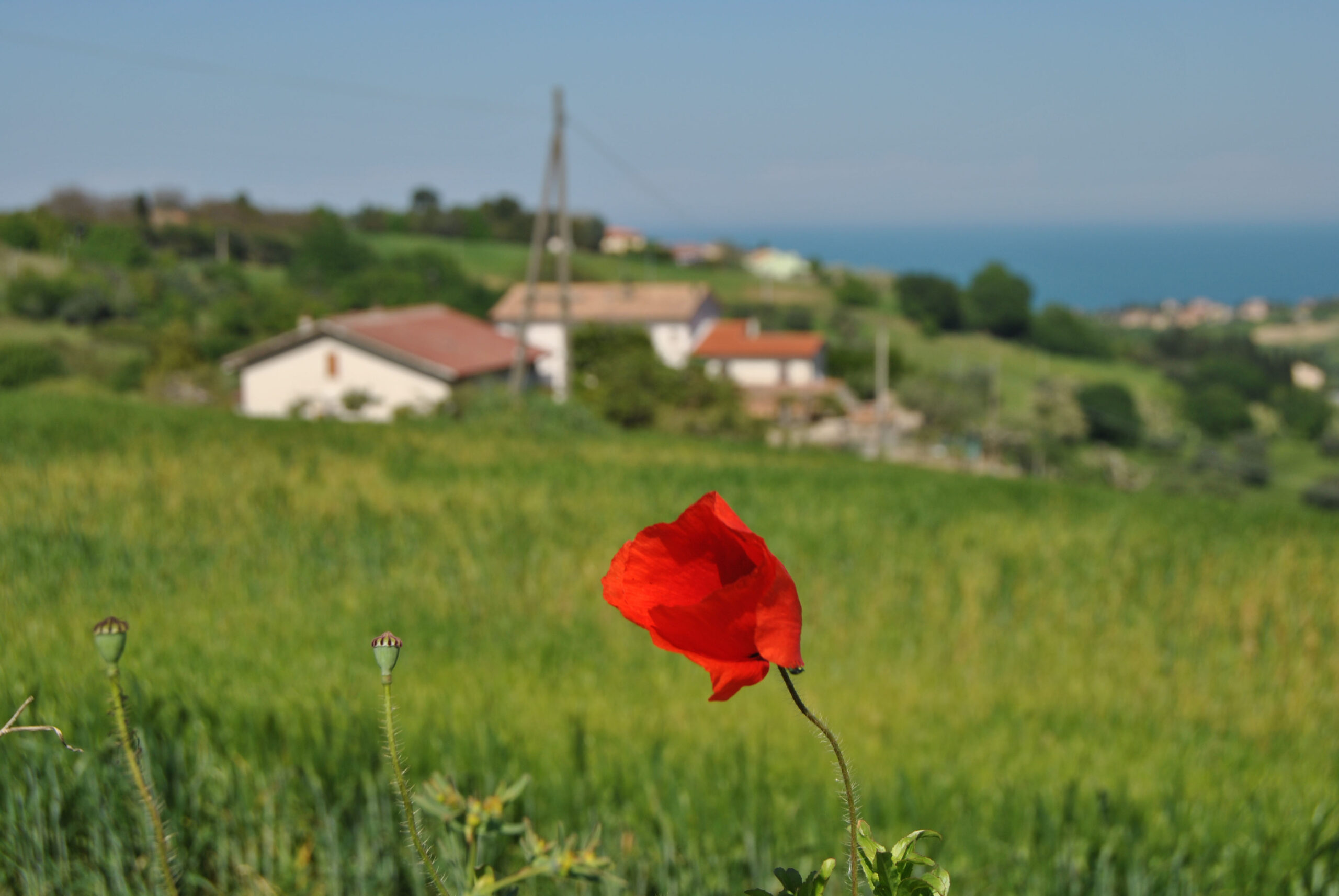 L'orto del marinaio-2